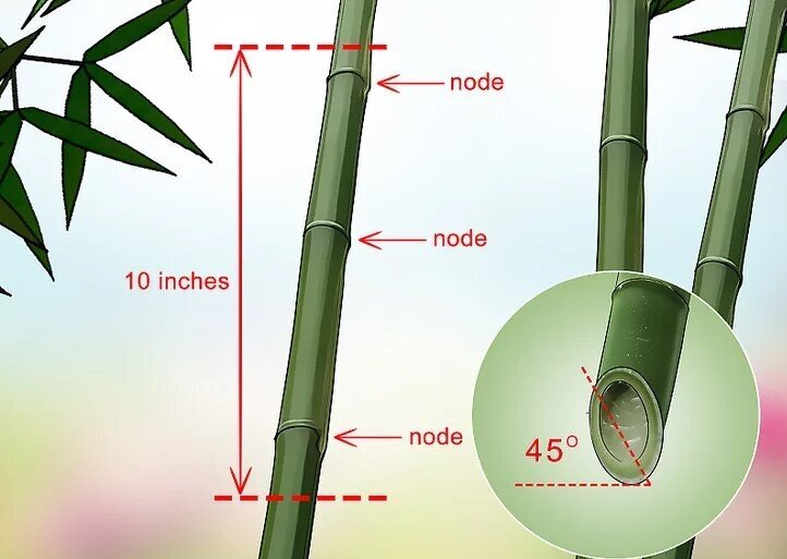 چگونه بامبو را قلمه بزنیم؟ / ۳ روش آسان برای تکثیر بامبو؛ گیاهی که نماد خوش‌یمنی است//