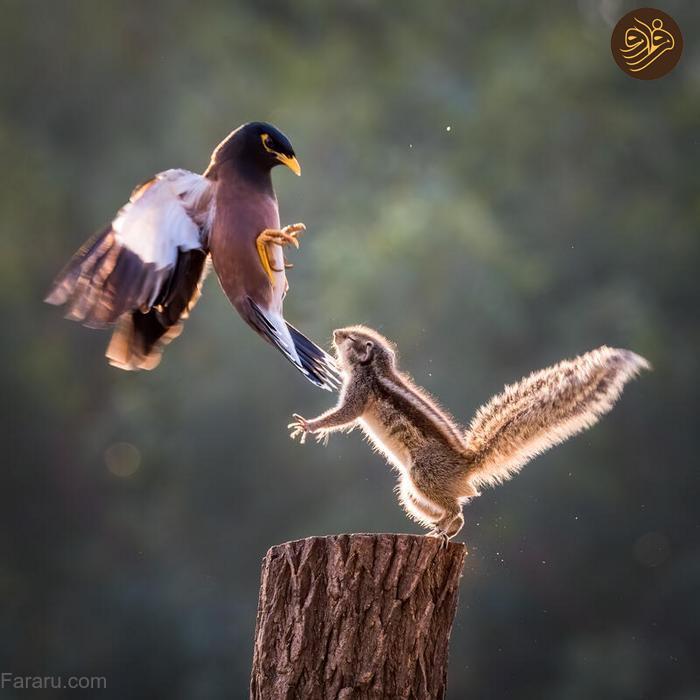 مبارزه تماشایی مرغ مینا و سنجاب بر سر یک سکو
