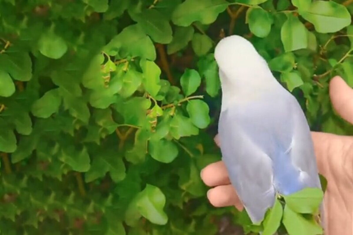(ویدئو) علاقه جالب یک پرنده به آرایش با استفاده از برگ‌های سبز!