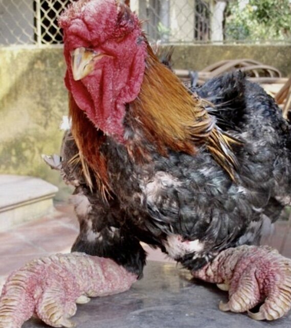 (تصویر) مرغ اژدها عجیب‌ترین مرغ خانگی در جهان!