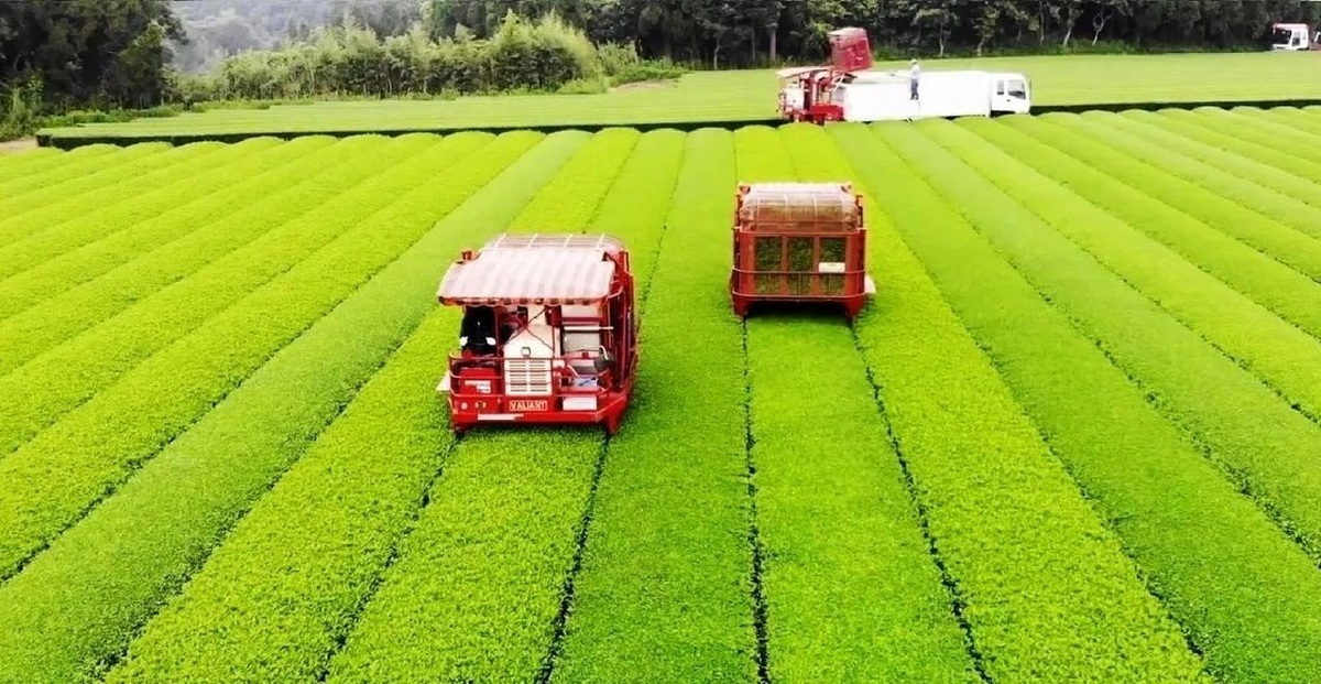 (ویدئو) عملیات برداشت گران‌ترین چای سبز ژاپن در مزرعه و فرآیند فرآوری آن در کارخانه