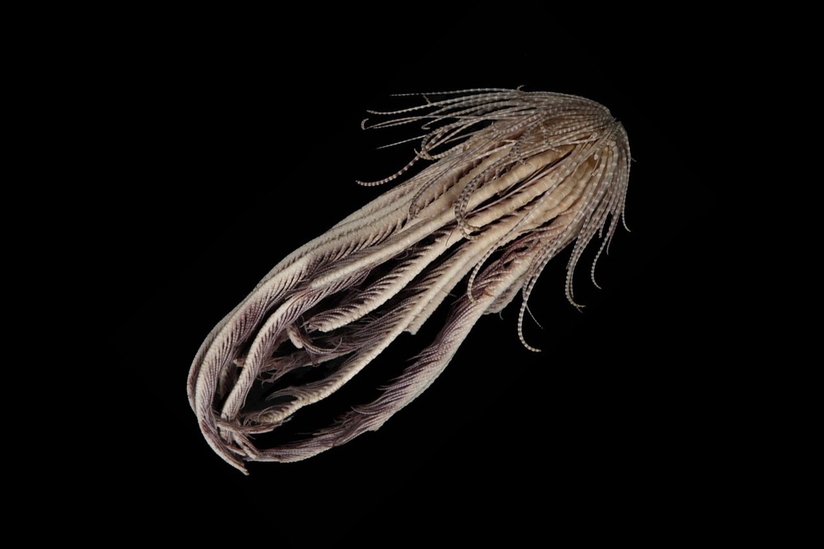 (تصاویر) کشف یک جانور اقیانوسی با «بیست بازو» که شبیه موجودات فضایی است