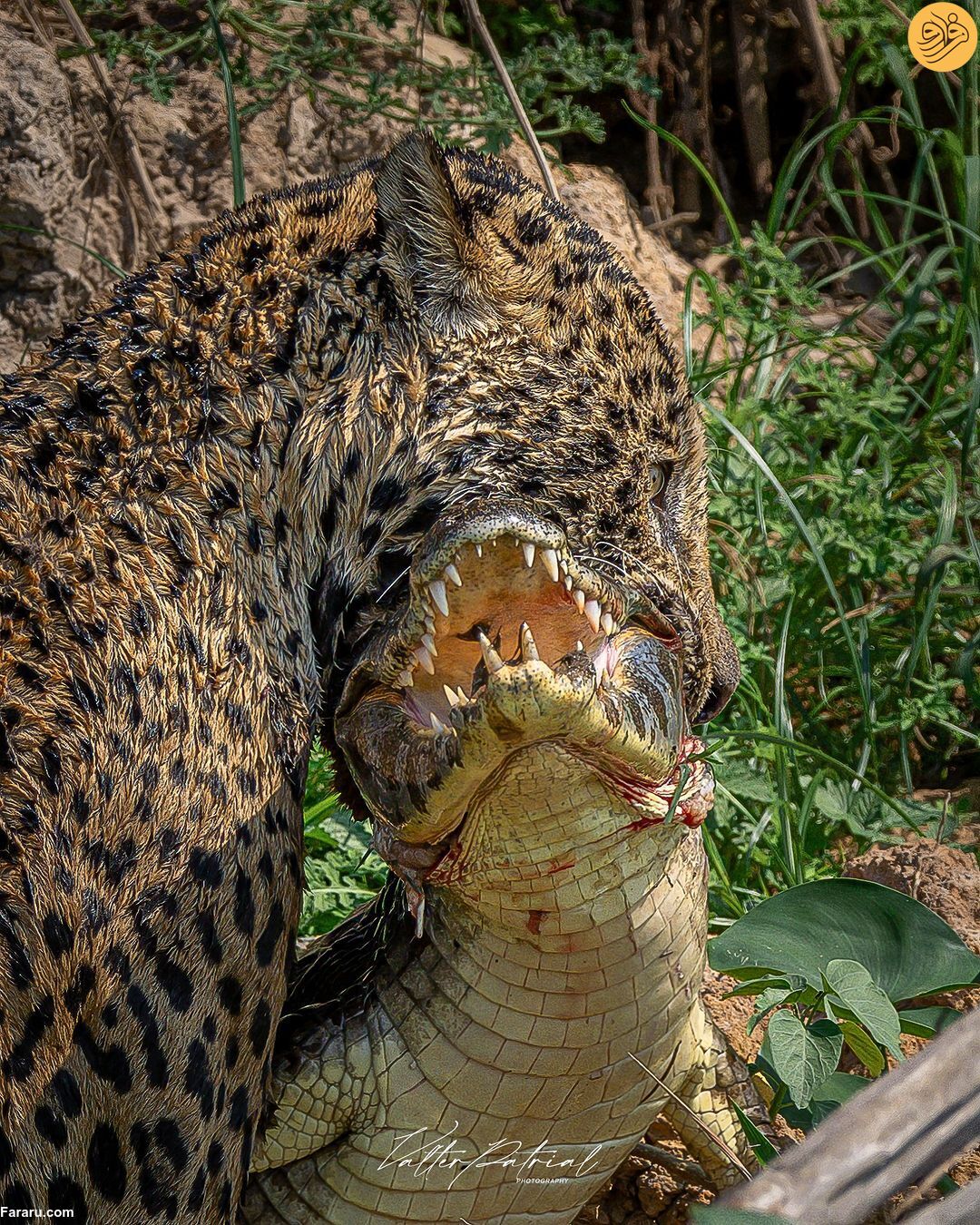 عکس روز حیات وحش؛ تمساح در دهان جگوار