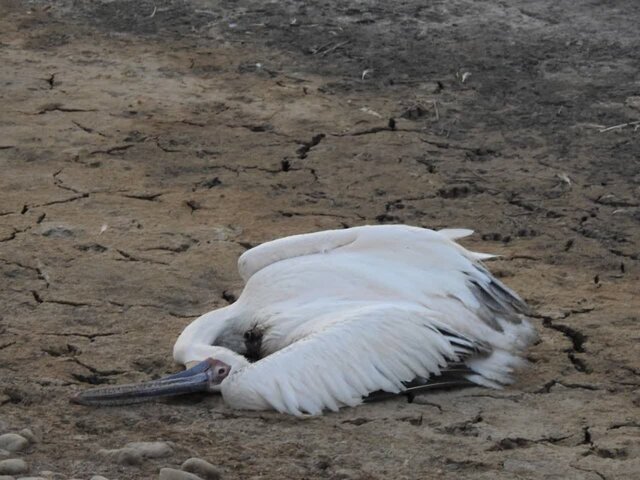 مرگ دردناک پرندگان هورالعظیم در برخورد با کابل‌های برق