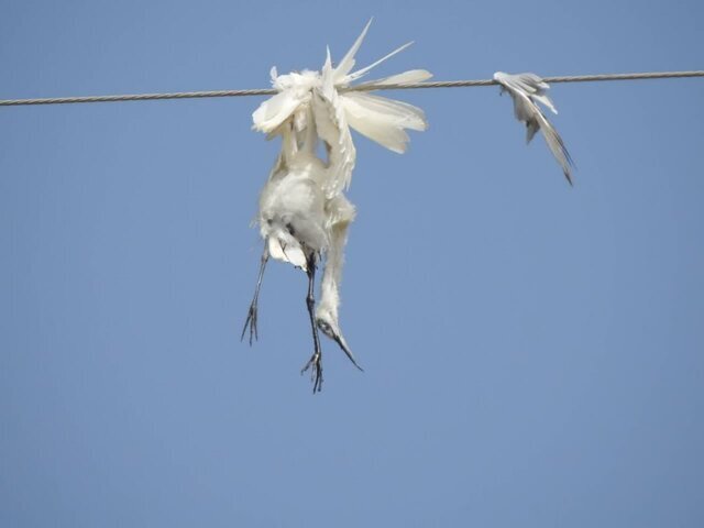 مرگ دردناک پرندگان هورالعظیم در برخورد با کابل‌های برق