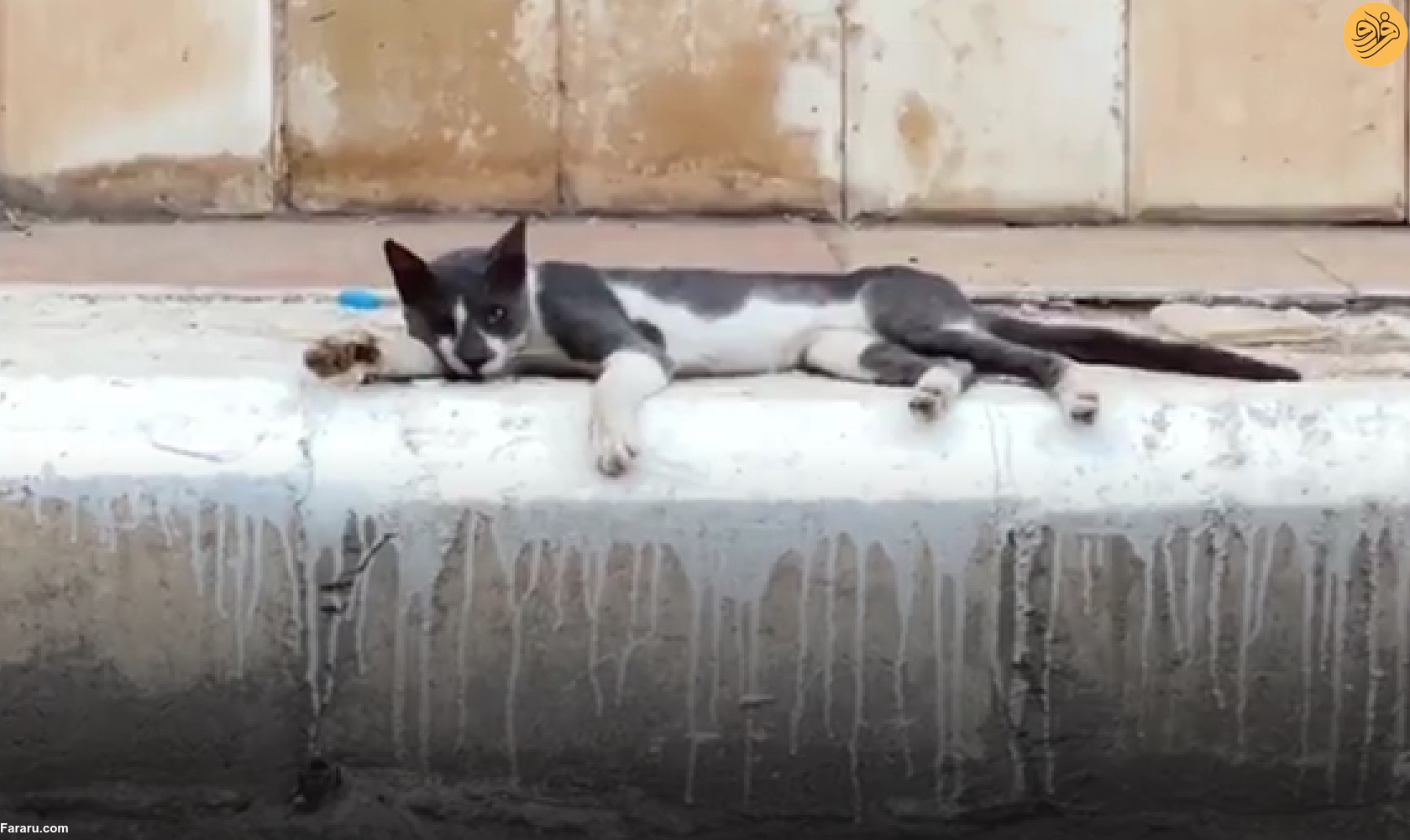 (عکس) ایجاد سکو‌های تغذیه گربه‌های خیابانی در ریاض عربستان