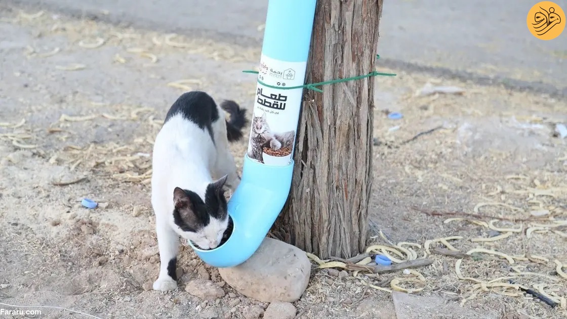 (عکس) ایجاد سکو‌های تغذیه گربه‌های خیابانی در ریاض عربستان