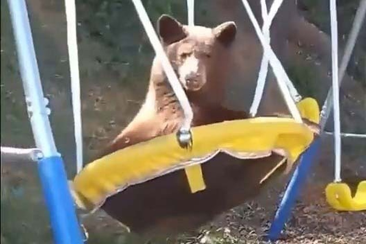 (ویدئو) یک خرس گنده‌ هر روز برای تاب بازی به حیات این خانه می‌آید!