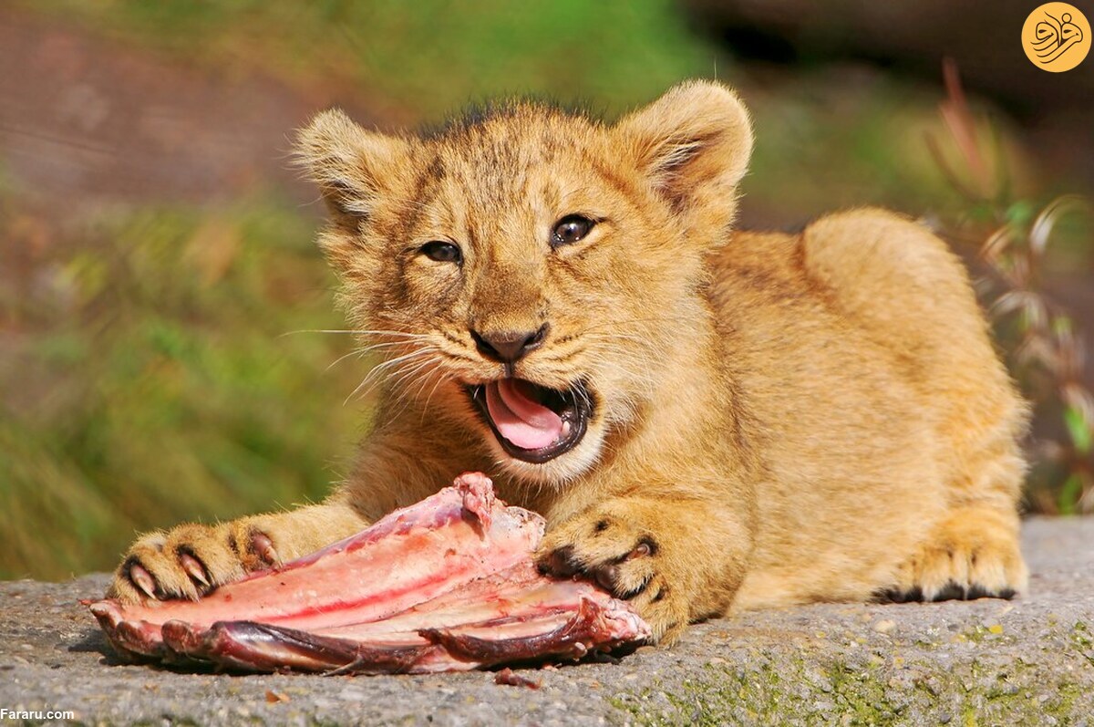 Плотоядное питание. Маленький Львенок. Хищные животные.