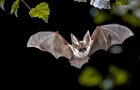 راز‌هایی عجیب درباره خفاش‌ها؛ از زندگی حرمسرایی تا شیردهی پدران و بلعیدن هم‌نوعان