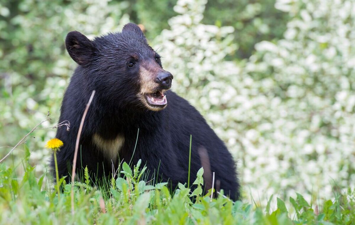 حمله یک قلاده خرس سیاه آسیایی به بانوی ۷۰ ساله