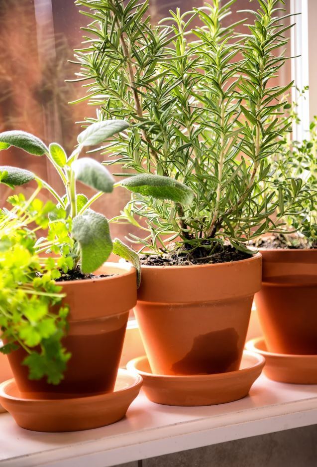 ۵ گیاه با بوی شگفت‌انگیز برای معطر کردن خانه