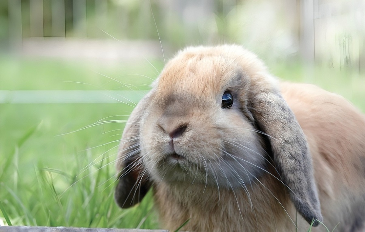 اثر خرگوشی؛ روابط اجتماعی مهم هستند!