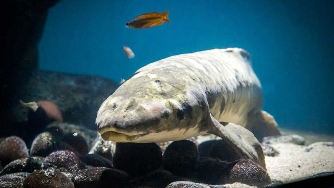 پیرترین ماهی آکواریومی/ عکس