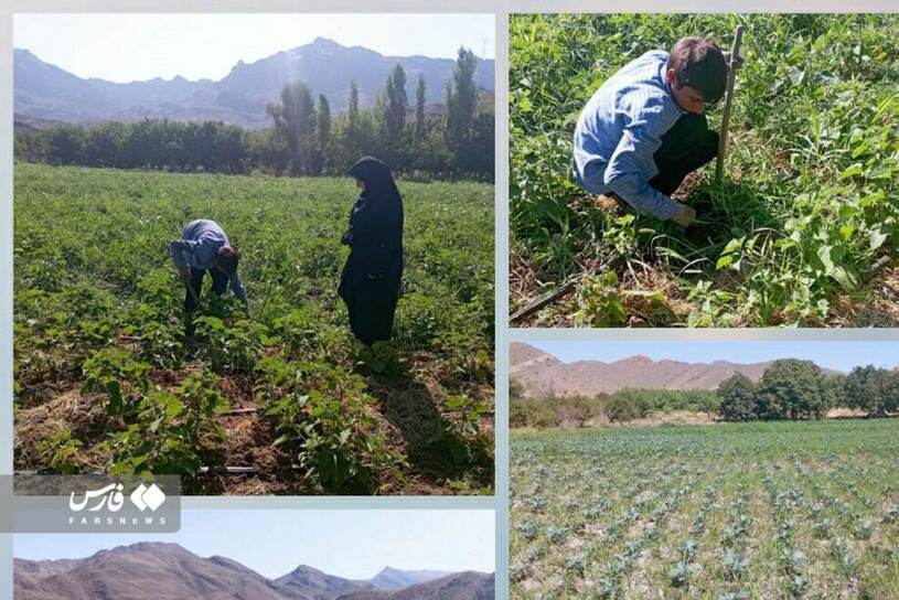 برداشت گران قیمت‌ترین میوه ایران
