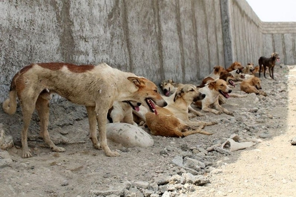 کیهان: سگ‌های دماوند ۹۰۰ نفر را گاز گرفتند و میلیاردی ضرر زدند