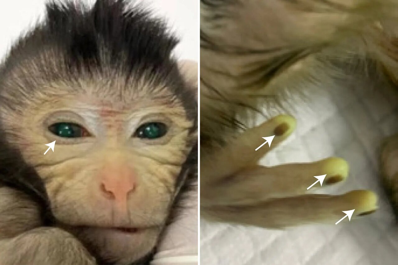 (عکس) تولد میمونی عجیب در چین با چشمان سبز و انگشتان فلورسنت
