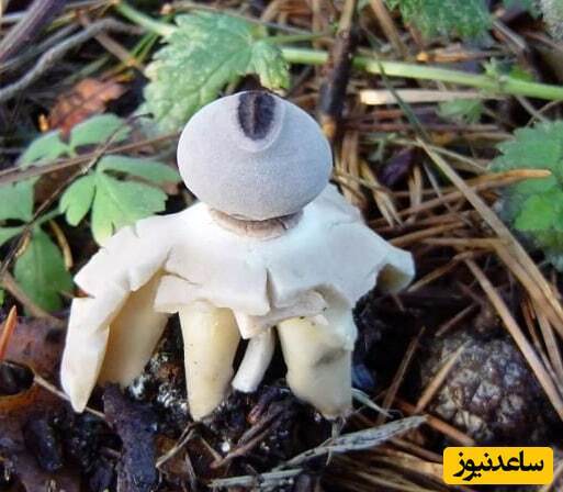 (تصویر) کشف یک نوع قارچ شبیه انسان در طبیعت