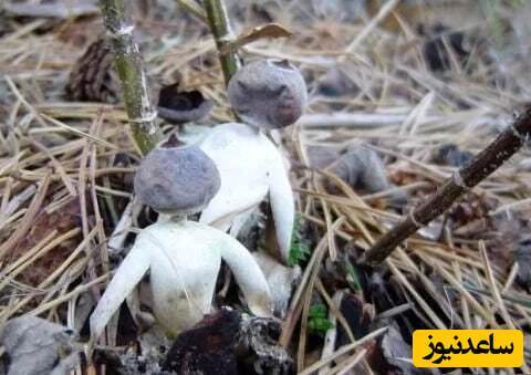 (تصویر) کشف یک نوع قارچ شبیه انسان در طبیعت