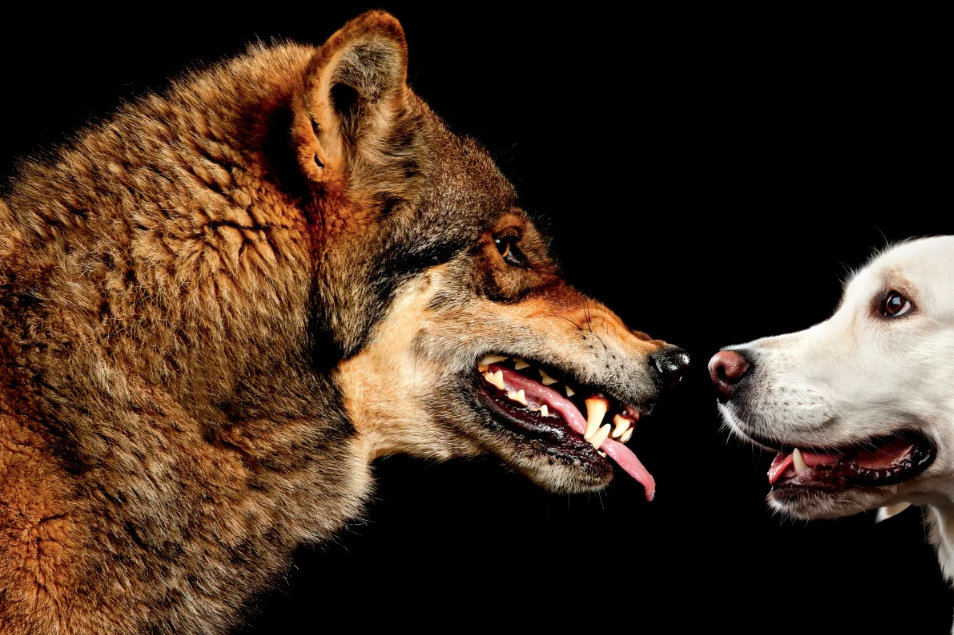 (تصویر) سگ‌ها از گرگ‌ها باهوش‌تر هستند؟