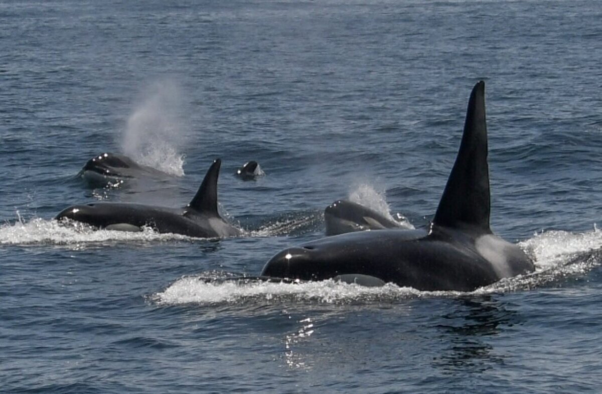 ویدئویی باورنکردنی از مراقبت‌های پوستی نهنگ‌های قاتل