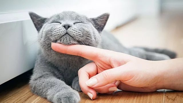 ۱۰ نکته که گربه‌دوستان باید بدانند؛ حیوان خانگی شما از چه کارهایی متنفر است؟