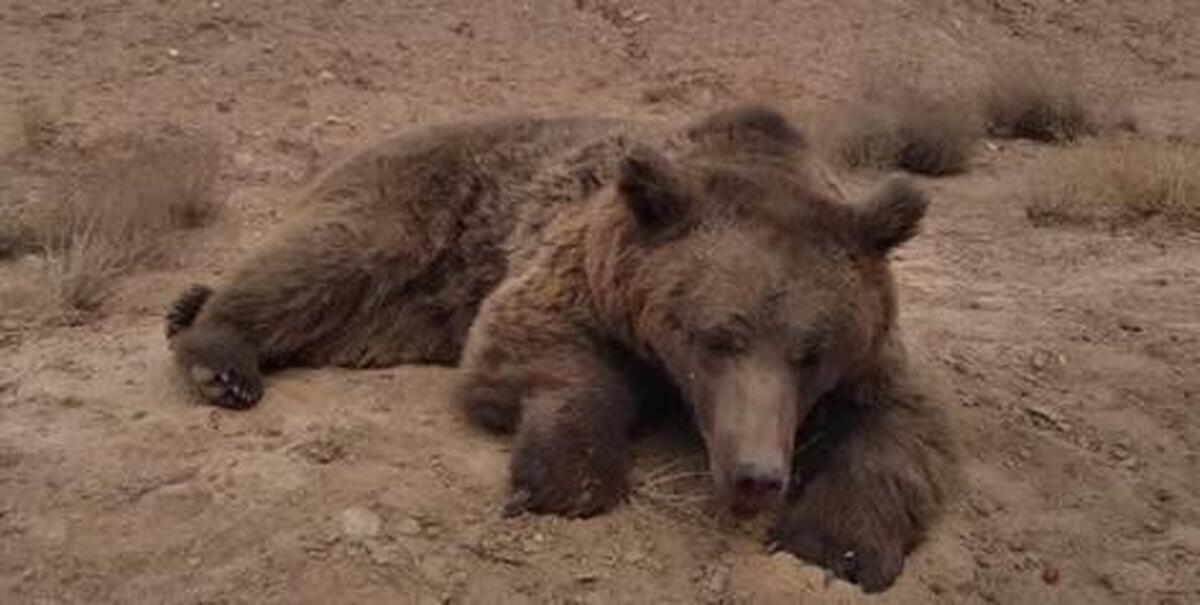 فرارو | (ویدئو) تلف شدن یک خرس بر اثر تصادف در جادۀ شاهرود