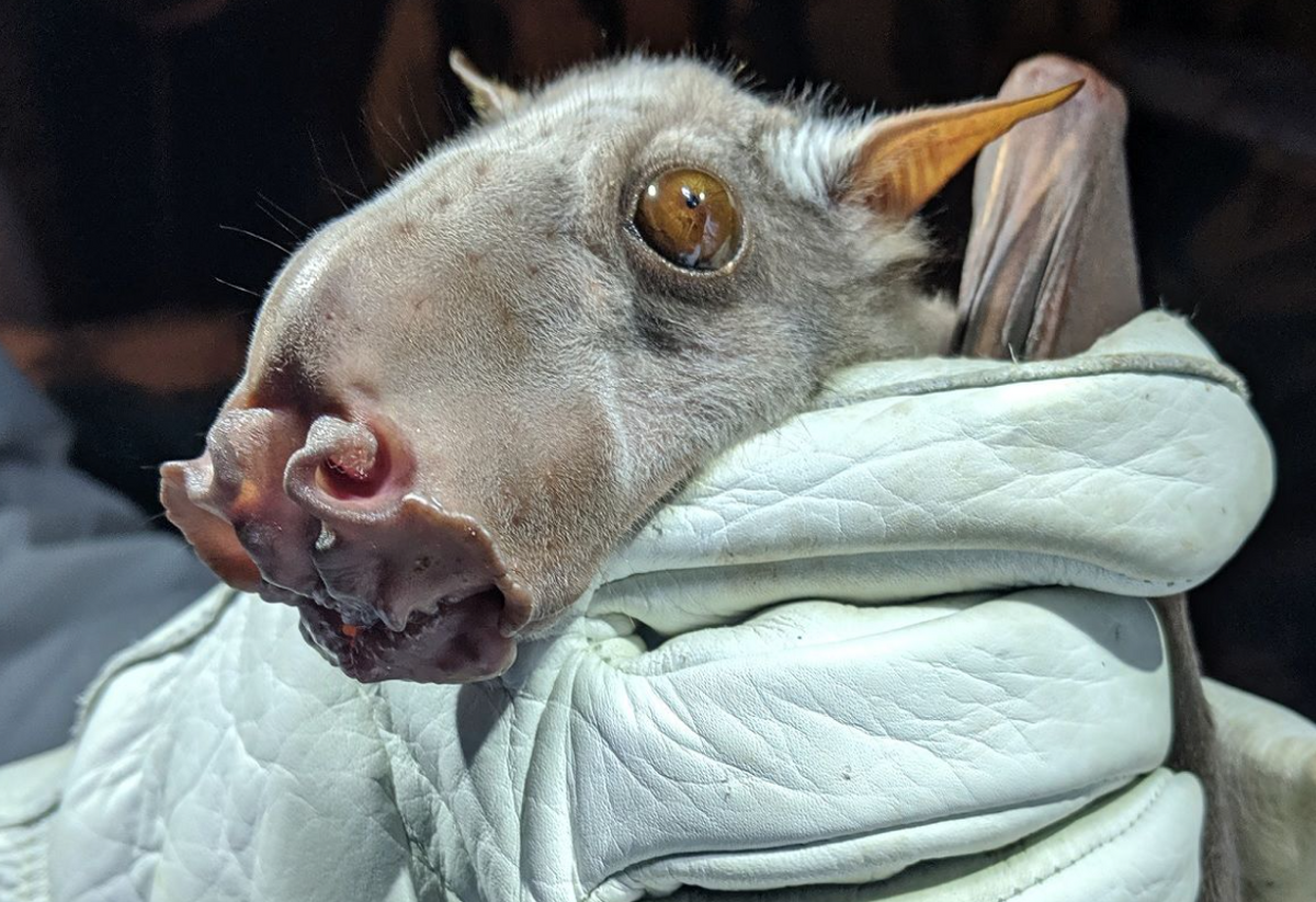 (عکس) خفاشی شبیه «الاغ» که عجیب‌ترین «سوراخ‌های بینی» جهان را دارد!