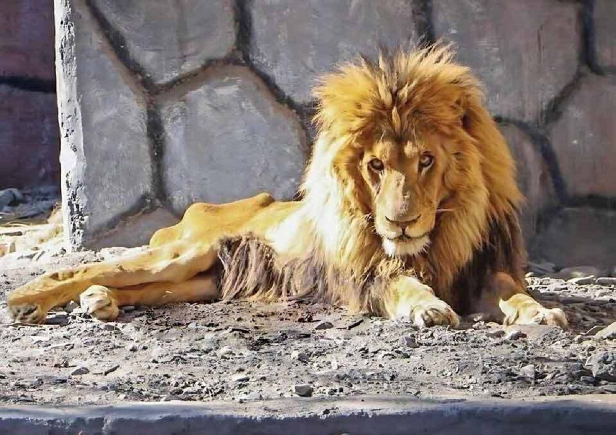 (عکس) آخرین تصویر غم‌انگیر ریشا؛ شیر نر باغ وحش مشهد تلف شد