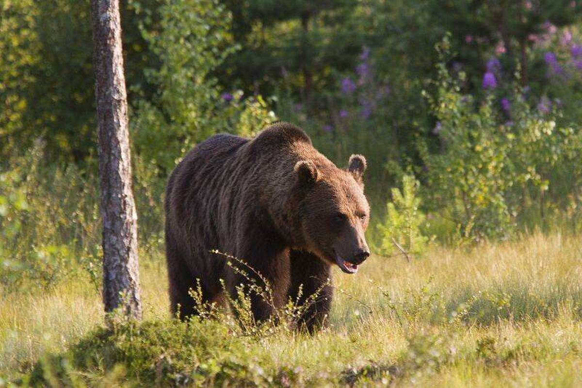 حمله خرس به مرد ۵۱ ساله در دره شهر