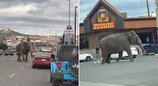 (ویدئو) فیل فراری از سیرک خیابان را بست