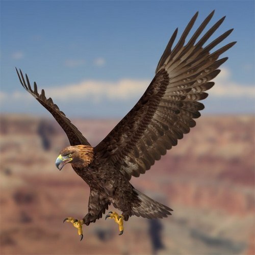 (عکس) عقاب طلایی نادر‌ترین گونه عقاب در ایران