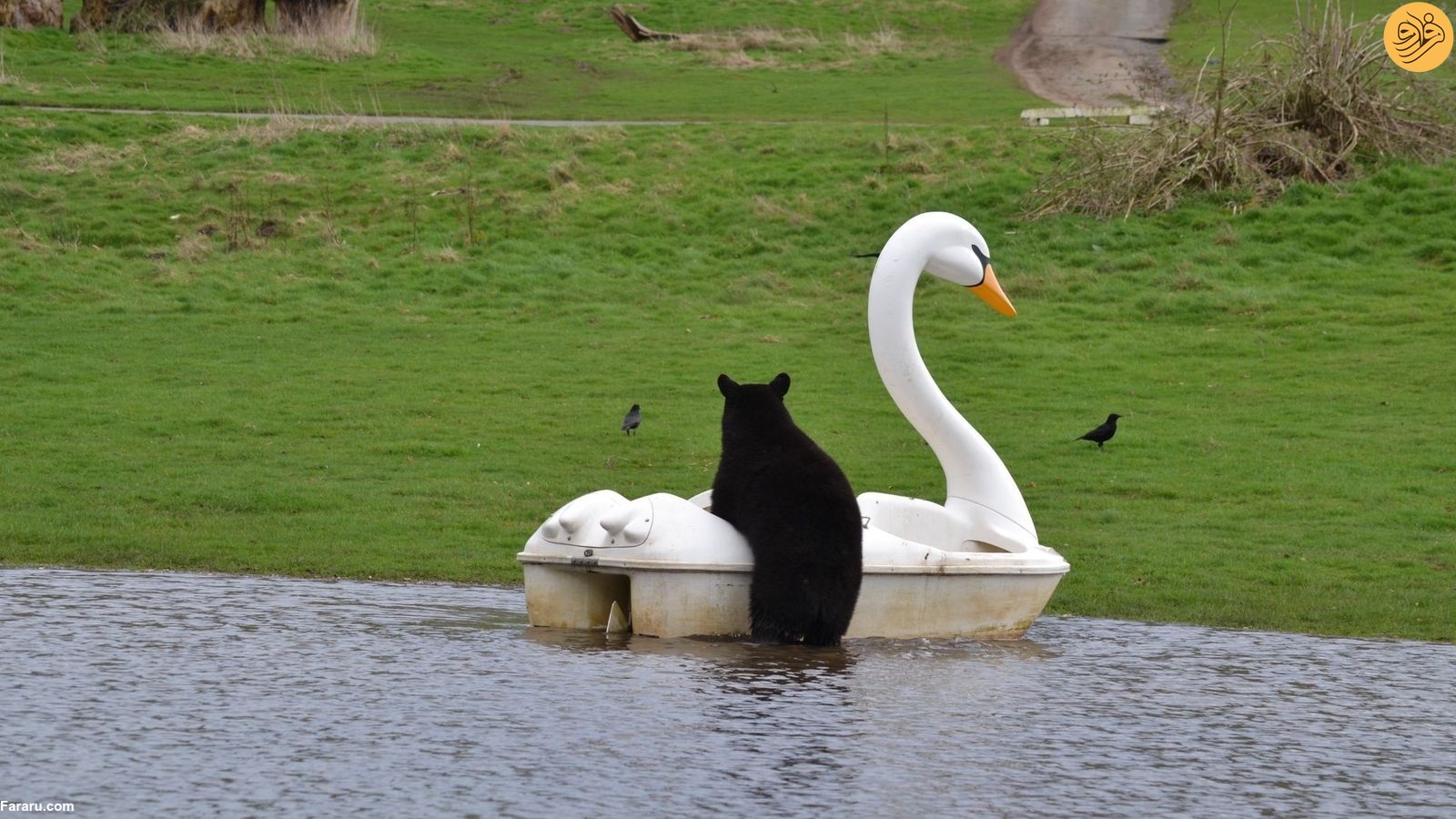 (تصاویر) قایق سواری خرس‌های سیاه در یک پارک سافاری