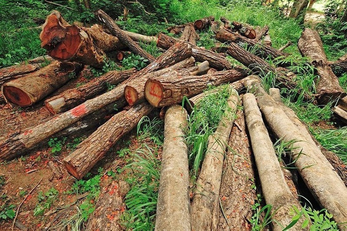 قصور منابع طبیعی در قطع درختان جنگلی شهرستان نور