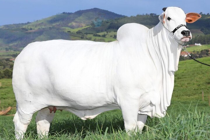 (تصاویر) فروش گران‌ترین گاو جهان به قیمت ۲.۶ میلیارد تومان!