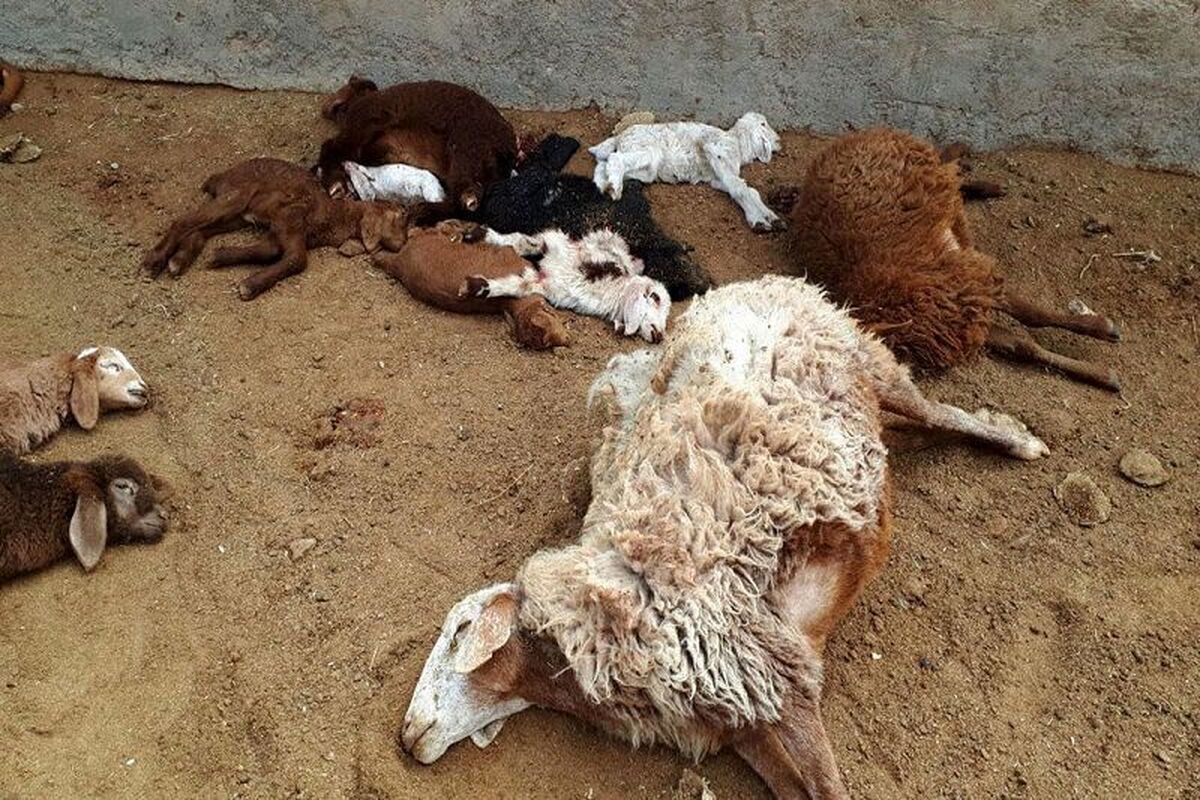 (ویدیو) جزئیات فوت چوپان و 120 گوسفند در کانتینر یک تریلی
