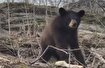 (ویدئو) خرس‌های قهوه‌ای در جنگل‌های حفاظت شده قره داغ