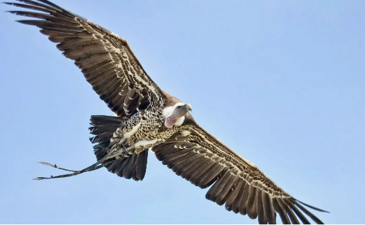 رکورد جهانی ارتفاع پرواز با این پرنده زده شد