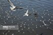 (تصاویر) پرندگان مهاجر دریای خزر