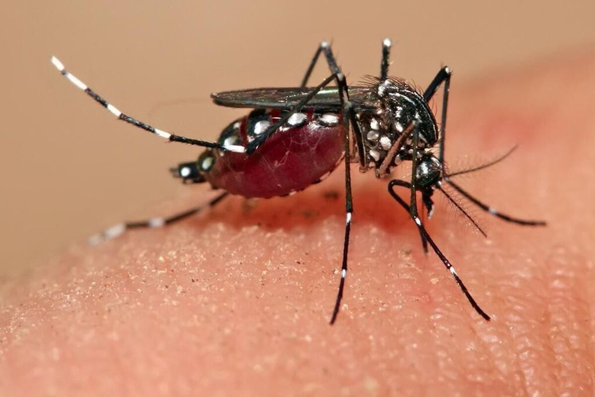 دستاوردهای ایران در کنترل مالاریا باوجود تحریم‌ها