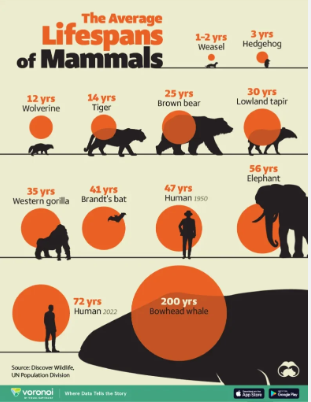 (اینفوگرافیک) متوسط طول عمر پستانداران چقدر است؟