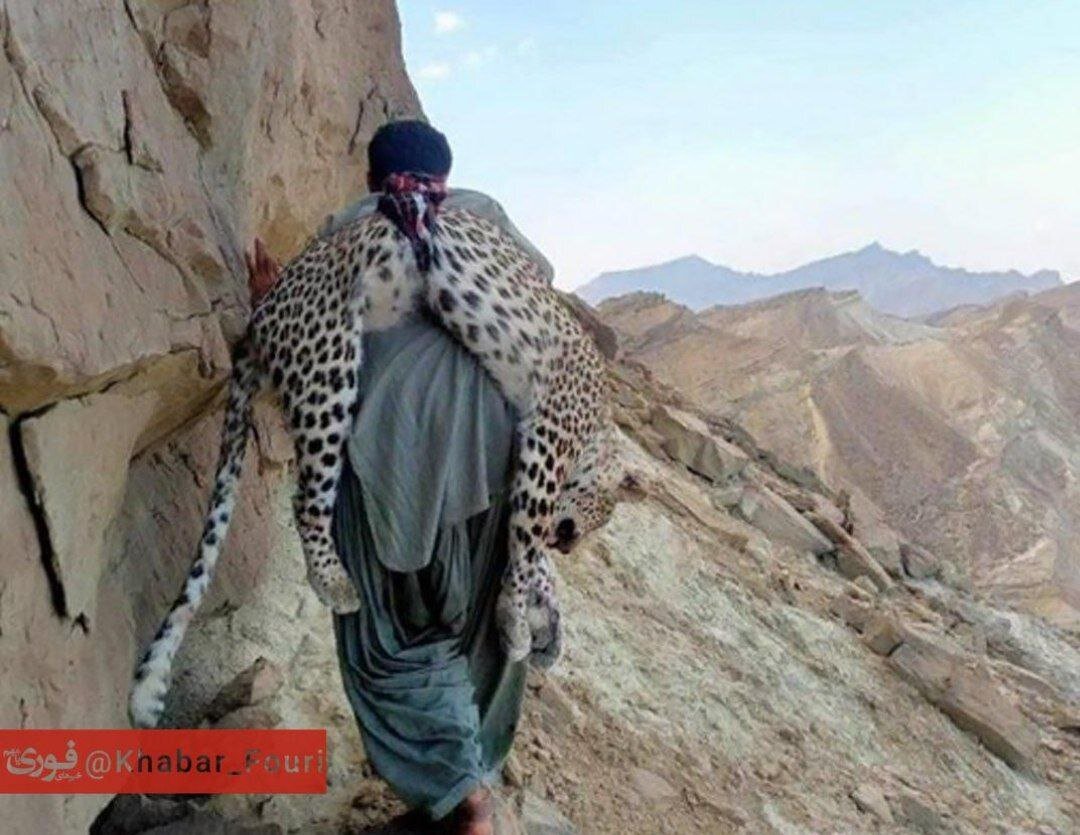 عکسی تلخ از شکار پلنگ ایرانی توسط شکارچی پاکستانی