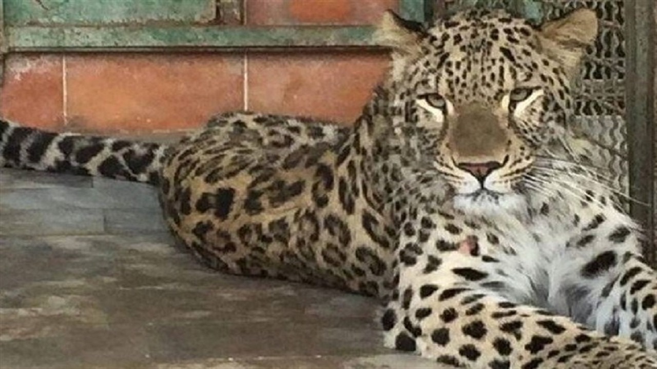 آخرین وضعیت سلامت تنها پلنگ ایرانی باغ‌وحش مشهد