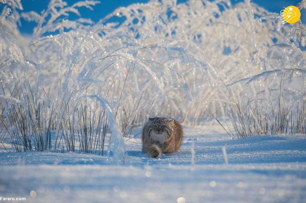 یک گربه پالاس در چمنزارهای پوشیده از برف مغولستان/ عکس از Valeriy Maleev