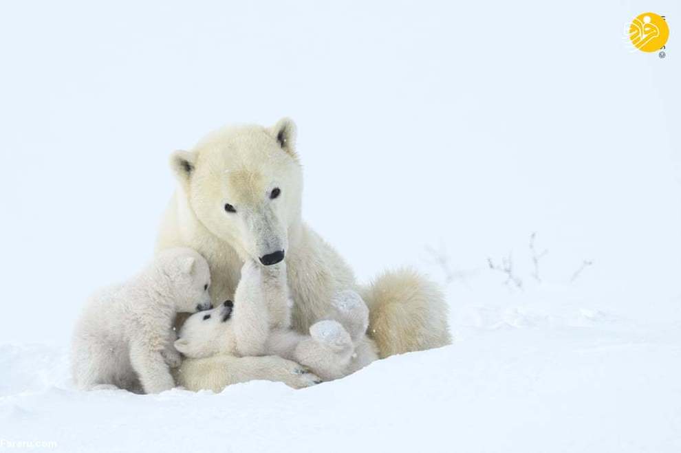 خرس قطبی و دو توله اش/ عکس از Steve Levi