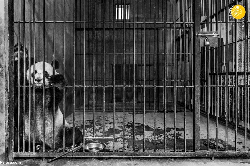 یک خرس غول پیکر در قفسی در چین/ عکس از Marcus Westberg