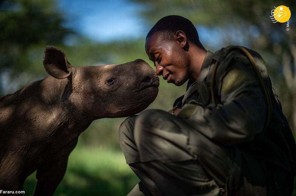 یک محافظ حیات وحش با یک بچه کرگردن در کنیا/ عکس از Martin Buzora