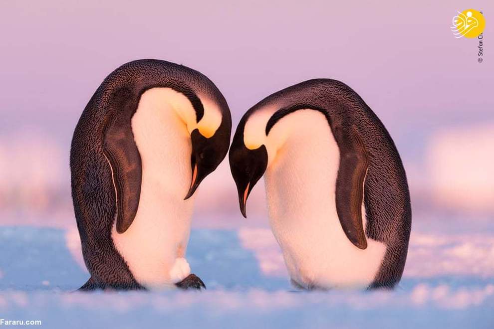 دو پنگوئن در قطب جنوب/ عکس از Stefan Christmann