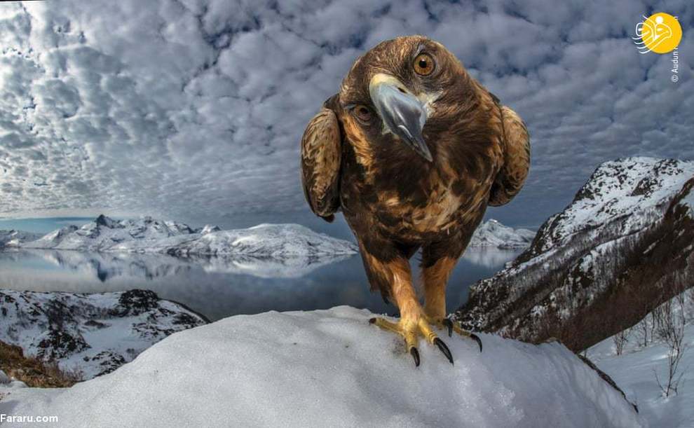 نگاه یک عقاب در سواحل شمال نروژ/ عکس از Audun Rikardsen
