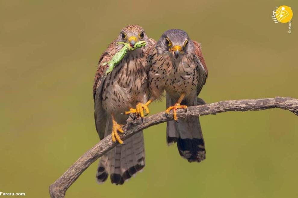 دو پرنده شکاری و شکار یک مارمولک سبز/ عکس از Marco Valentini